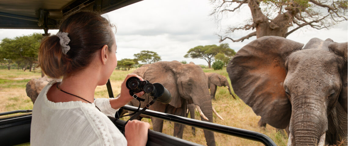 Woman on safari taking pictures of elephants