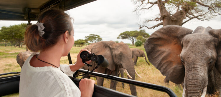 Woman on safari taking pictures of elephants